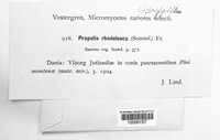 Propolis farinosa image